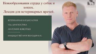 Новообразования сердца у собак и кошек. Лекция для ветеринарных врачей  и студентов- ветеринаров.