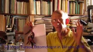 Энтомофаги: Виды-Двойники Anisopteromalus и Наездник Lariophagus