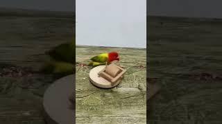 Funny Pirate #funny #pirates #trending #trendingshorts #short #shorts #shortsfeed #shortvideo #viral