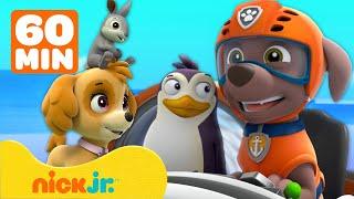 PAW Patrol | PAW Patrol helpt de dieren van Avonturenbaai! | 1 uur | Nick Jr. Nederlands