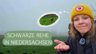 Auf den Spuren der schwarzen Rehe in Niedersachsen