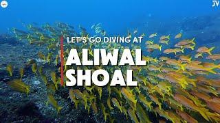 Diving with Sharks at Aliwal Shoal | An Underwater Adventure