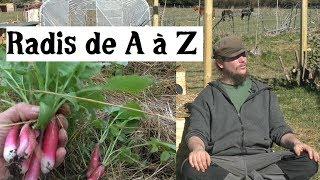 Le Radis de A à Z (presque)