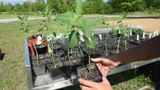 How to propagate bee balm / Bergamot/ Monarda .  Its easier than you think