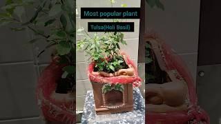 Tulsi plant care tips#plants #care #youtubeshorts #shorts #shree ji creative garden