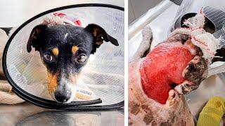 His Back Was Torn Open… This Is Ringo Now !