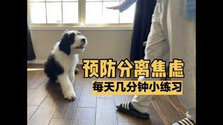 【鱼豆腐o0O】预防狗狗狗分离焦虑小练习｜Prevent dogs separation anxiety