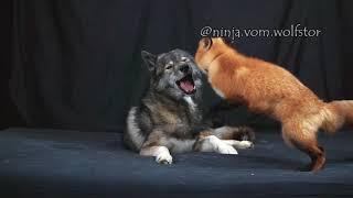 Fox pesters Husky to play