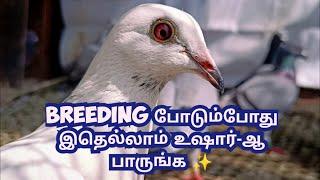 PIGEON BREEDING TIPS FOR BEGINNERS️