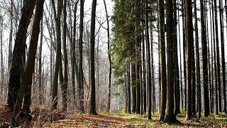 4K Еловый лес поздней осенью, spruce forest in late autumn