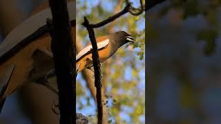 Bird | Original Sound | Rufous Treepie | The Tiger Bird