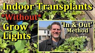 No Grow-Lights Needed! Grow Any Vegetable Transplant Indoors (In & Out Method)