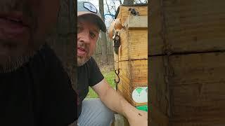 Honeybees in the Spring