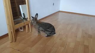 BunBun exploring the room before the new roommate moves in.