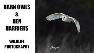 Barn Owls and Hen Harriers: Bird & Wildlife Photography