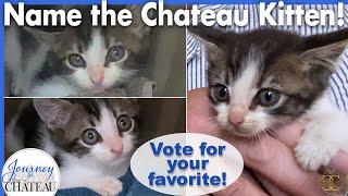 NAME the CHATEAU KITTEN! Vote from the Final Top 10 List of Names!