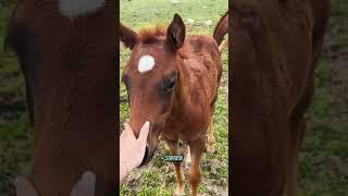 Foal color transformation!  Shedding out to reveal their true coats!