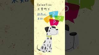 來看看獨一無二的斑點狗 ： Dalmatian大麥町犬 |狗狗小知識 | SEC獸醫探索學院 - 獸醫一分鐘教室