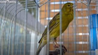 Spanish Canary 83 points! Canary Training Song