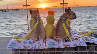 What Does My Dog Do Everyday? My French Bulldog’s Daily Routine With His DUCK