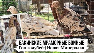 Чужак! Бакинские мраморные бойные голуби: гон, набор игры | Baku high-flying pigeons | 2024