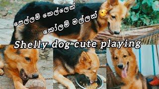 shelly dog playing verry cute ️shelly is live