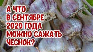 А что в сентябре 2020 года можно сажать чеснок? Агрогороскоп на сентябрь 2020