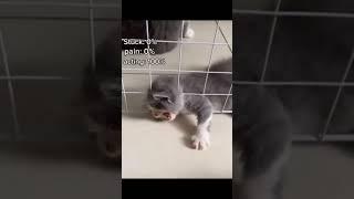 Your Daily Dose of Cats Part 11