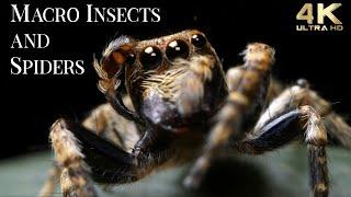 4K Insects Up Close with Amazing Insects World - Macro Insects TV Background - Fun Positive Music