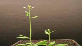 Arabidopsis Time Lapse 9