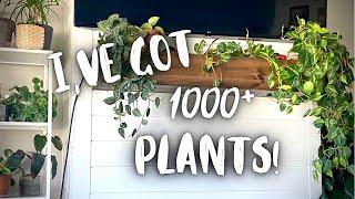 Complete Houseplant Collection Tour 2021!  plant collection 2021