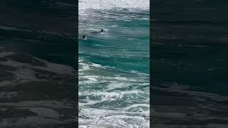 Shorebreak Bodysurfing Hawaii  #surf #bigwaves #waimea #bodysurf #northshore #bodysurfing