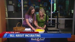 All the Dirt: Incubating chicken eggs