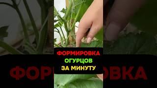 Формировка огурцов за 1 минуту: как не потерять урожай #огурцы #дача #огород #формировка #теплица