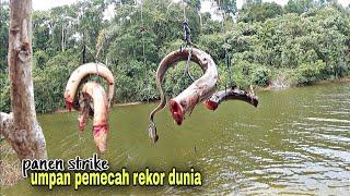 REKOR DUNIA! pesta strike ikan toman raksasa