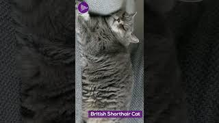 The British Shorthair A Timeless Classic Among Cat Breeds 