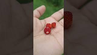 One of the native berries in Sweden #berries #shortsvideo #satisfying #shortsfeed