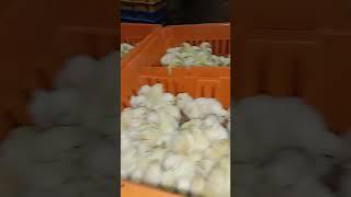 #poultry farm  one day delivery farm #farming