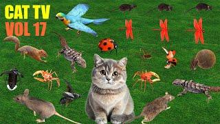 Ultimate Cat TV Bugs and Butterflies Compilation Vol 17 🪲  | Videos For Cats to Watch