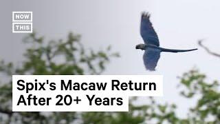 Spix's Macaws Return to Wild After 20+ Years