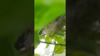 எங்க வீட்டில் குருவி கூட்டில் சிட்டு குஞ்சு#SparrowChick  #chittukuruvi#Subscriberourchannal #Shorts