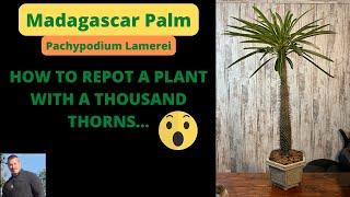 REPOTTING A MADAGASCAR PALM - Pachypodium Lamerei