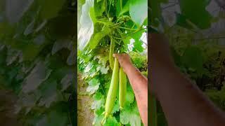 #RidgeGourd #greenery #garden #nature #plants #gardenig 7 July 2024