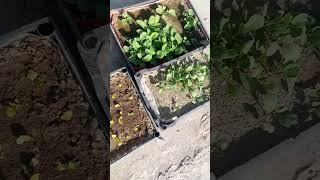kitchen garden