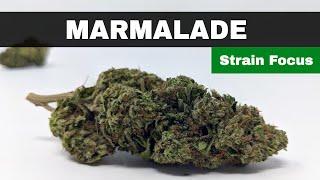 Strain Focus: Marmalade, a strain history