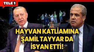 Şamil Tayyar Erdoğan'a adeta yalvardı: Bu zulmü durdurun!