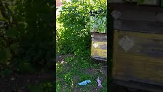 Увеличение пасеки за счёт роев 