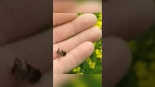 Почему происходит массовая гибель пчел? #shorts #bee #пчеловодство