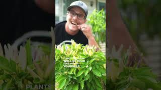 Grow A Garden You Will EAT, Not One That Is EASY! #shorts