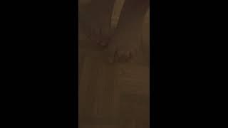 Barefoot toy car crush